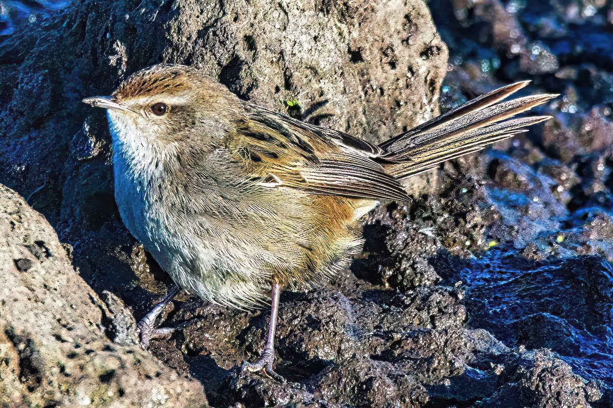 Little Grassbird - ML620715608