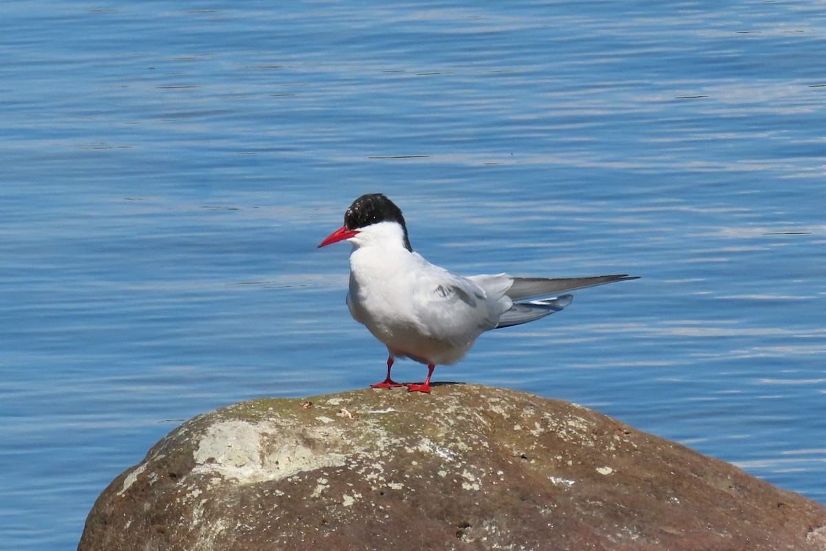 Arctic Tern - ML620715609