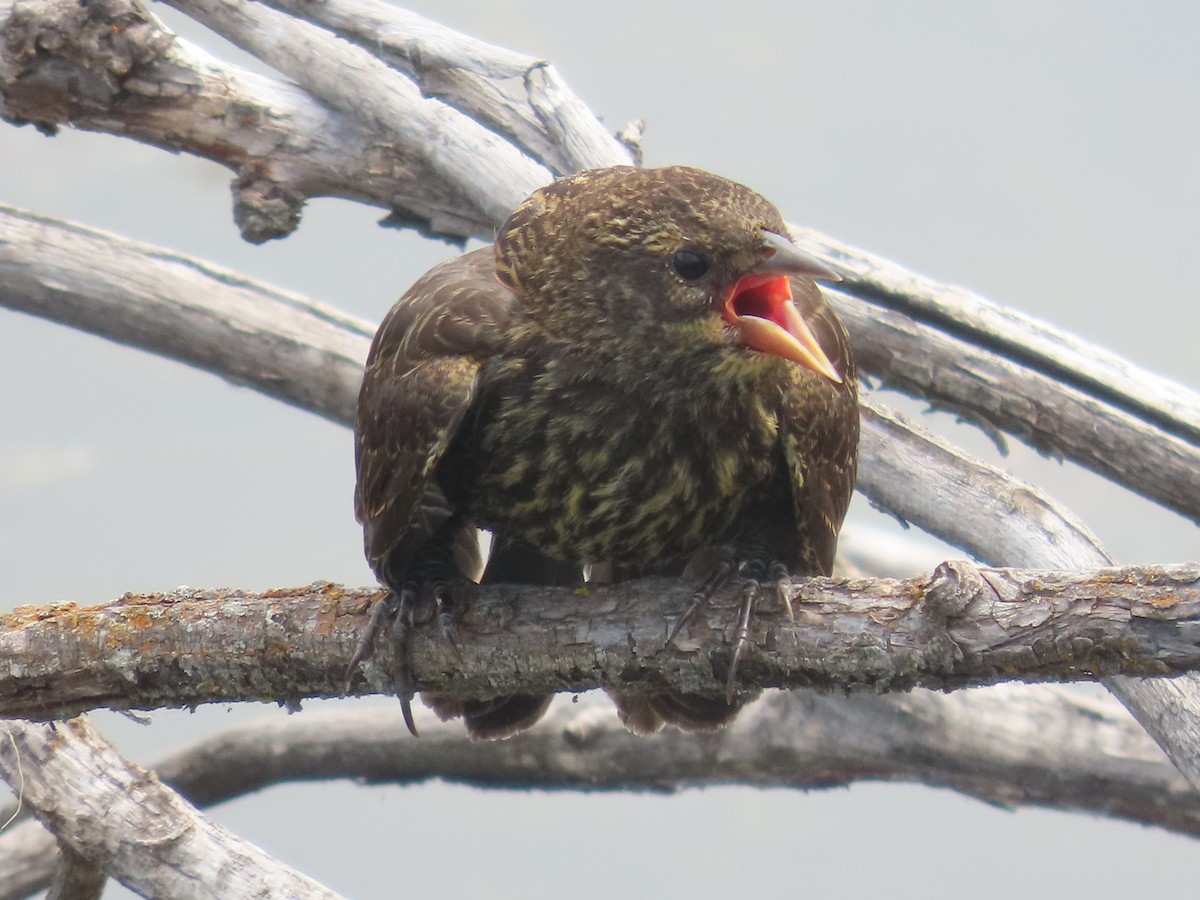 Red-winged Blackbird - ML620715611