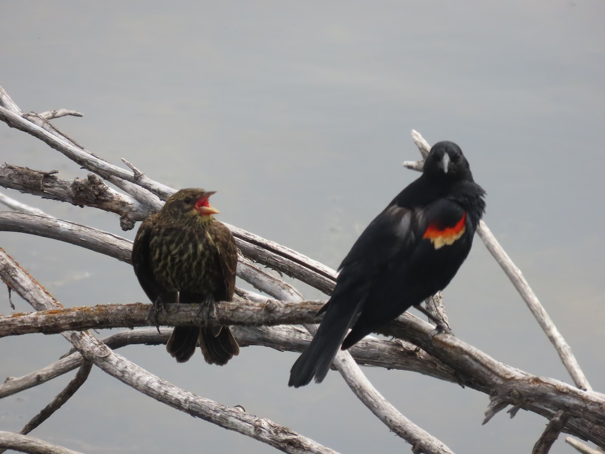 Red-winged Blackbird - ML620715612