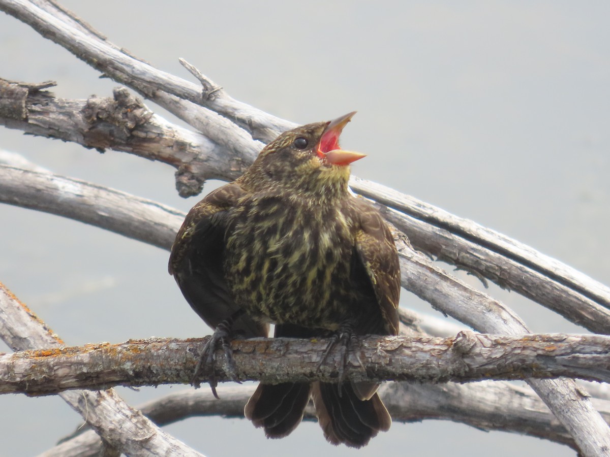 Red-winged Blackbird - ML620715613