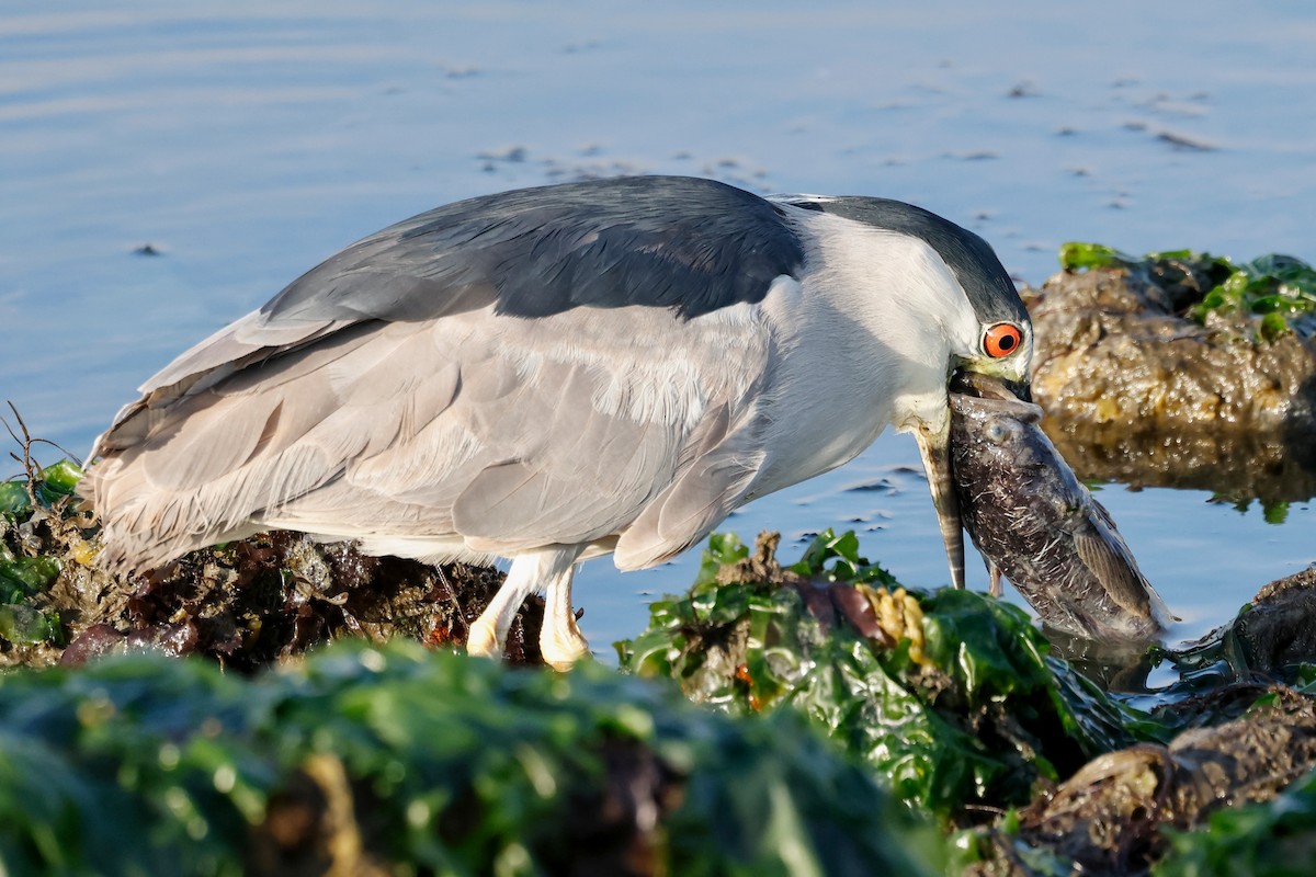 Black-crowned Night Heron - ML620715614