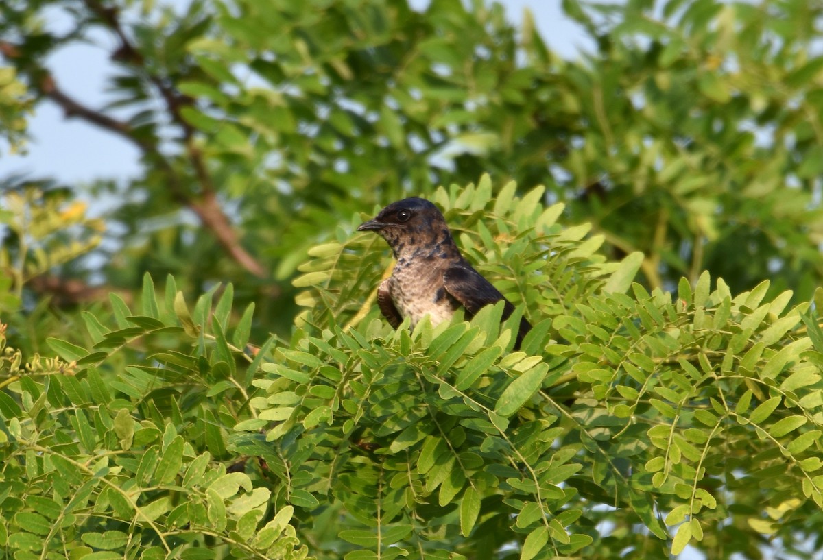 Purple Martin - ML620715616