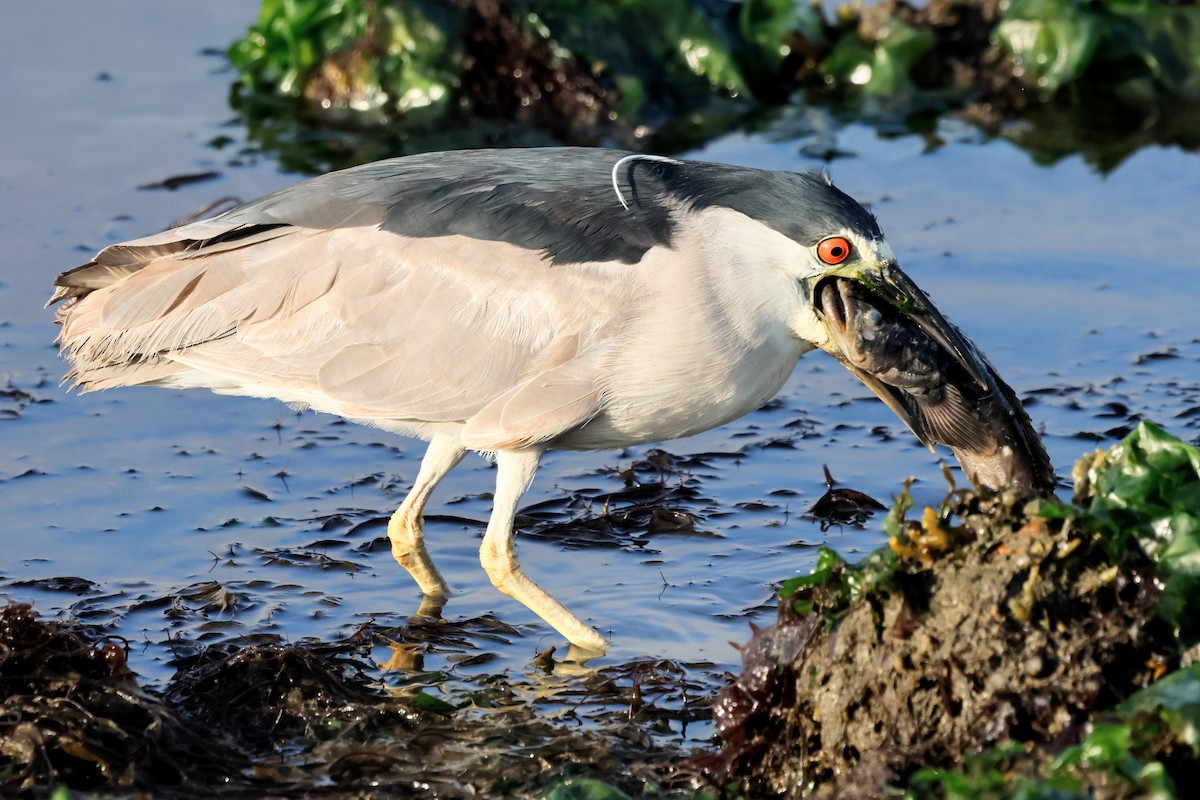 Black-crowned Night Heron - ML620715620