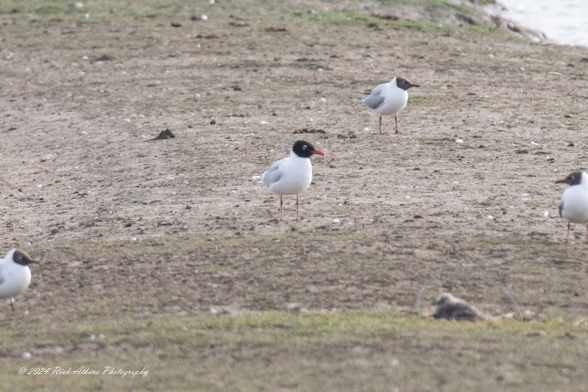 Gaviota Cabecinegra - ML620715621