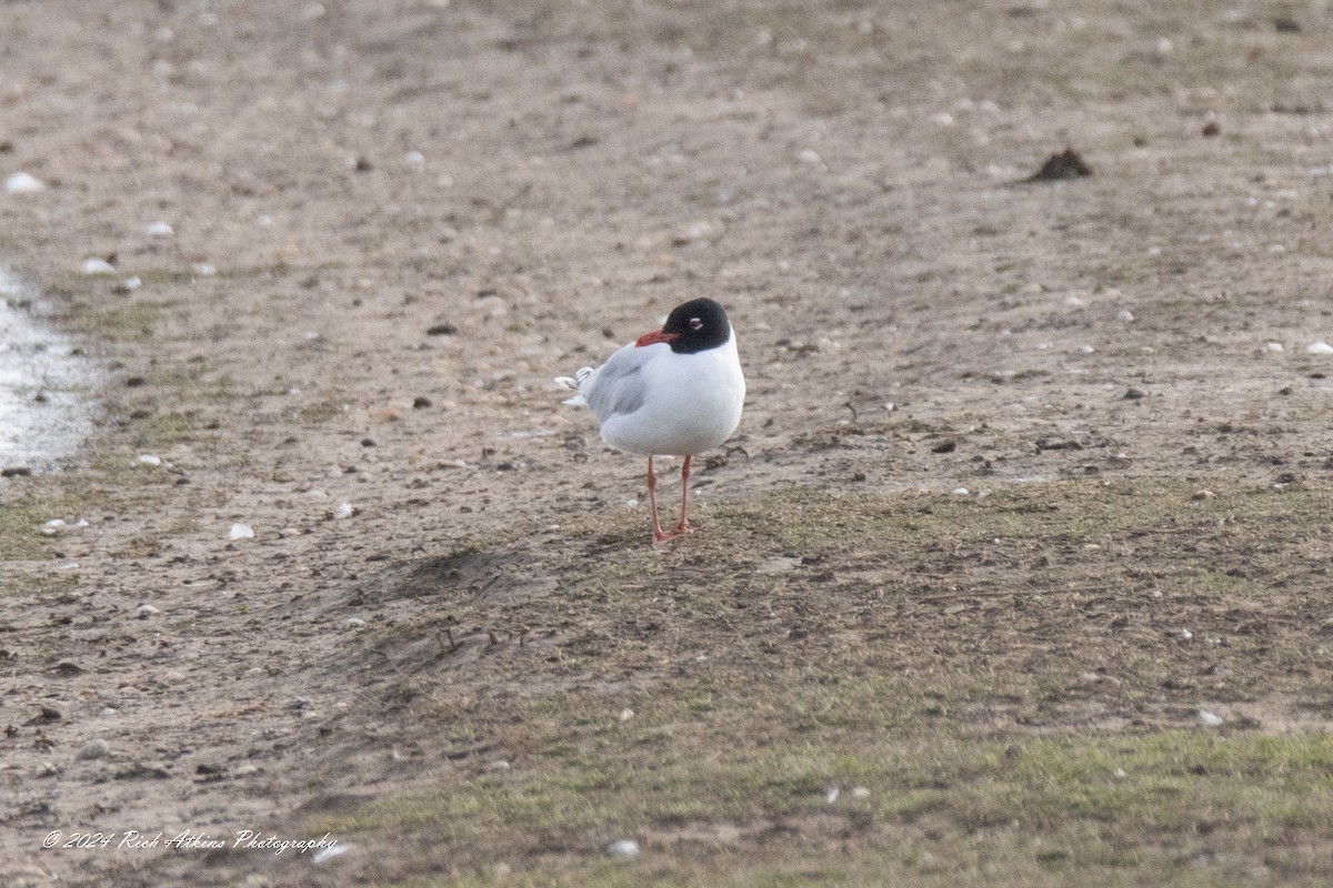 Mediterranean Gull - Richard Atkins