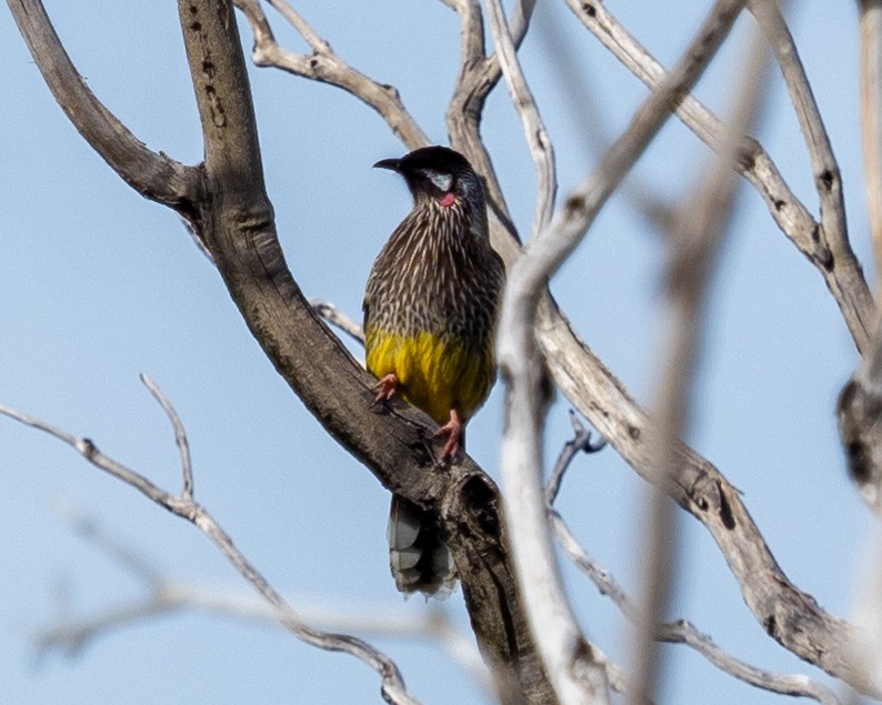 Red Wattlebird - ML620715623