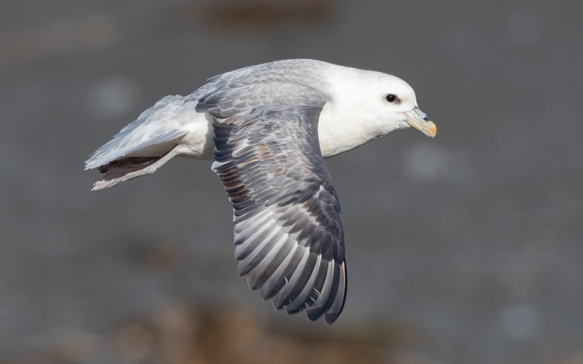 Буревісник кочівний (підвид glacialis/auduboni) - ML620715625