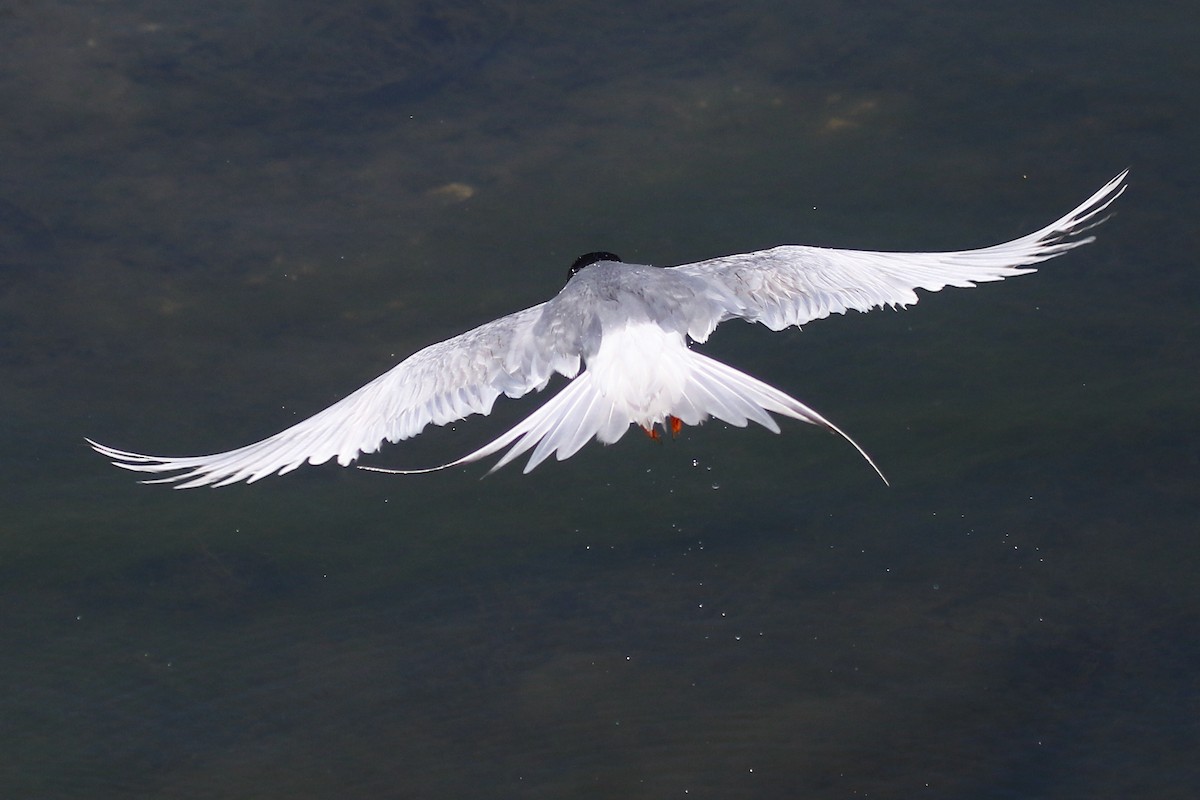 Forster's Tern - ML620715628