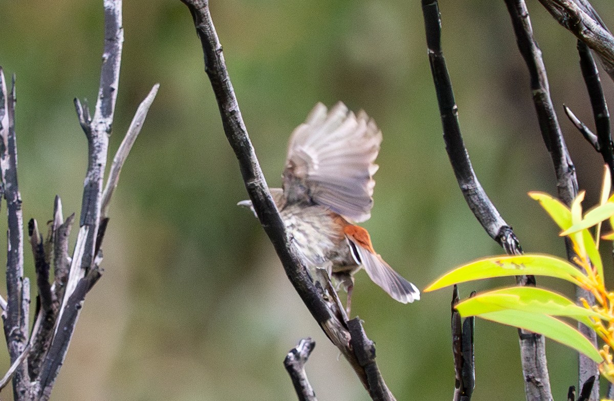 Shy Heathwren - ML620715630