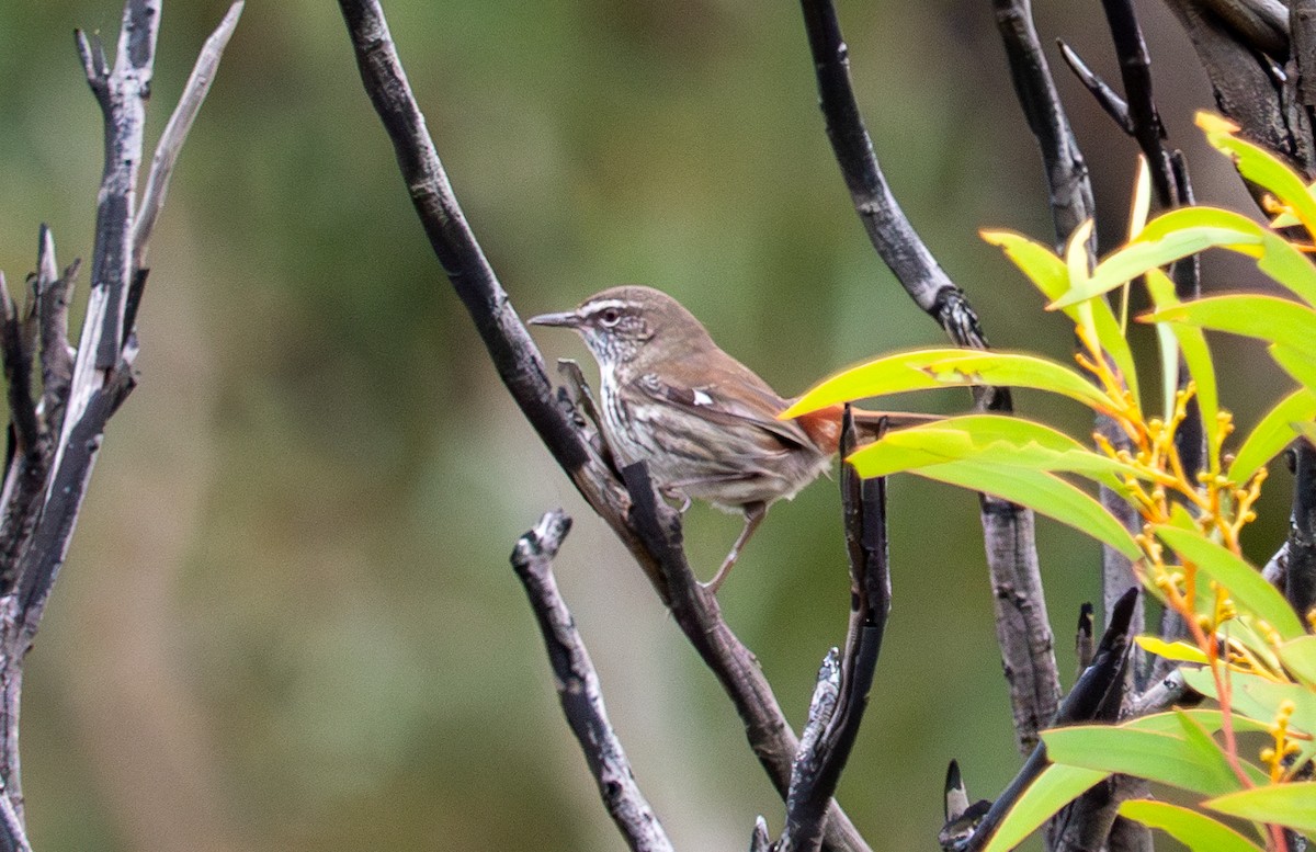 Shy Heathwren - ML620715631