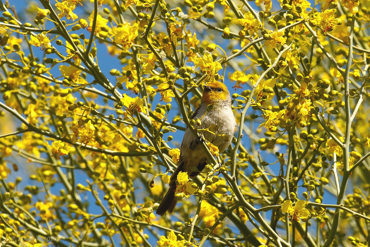 Verdin - Paul Roisen