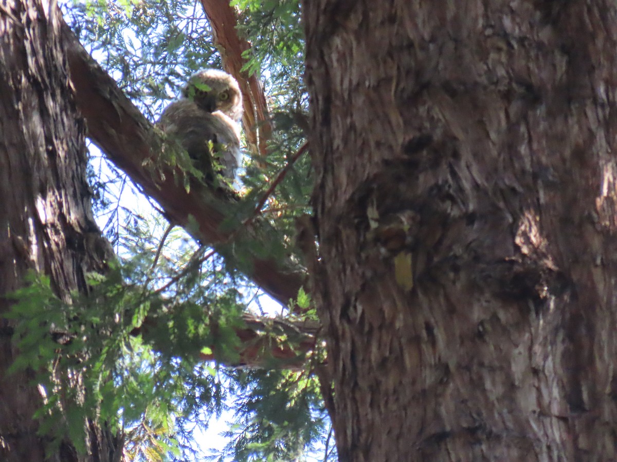 Great Horned Owl - ML620715640