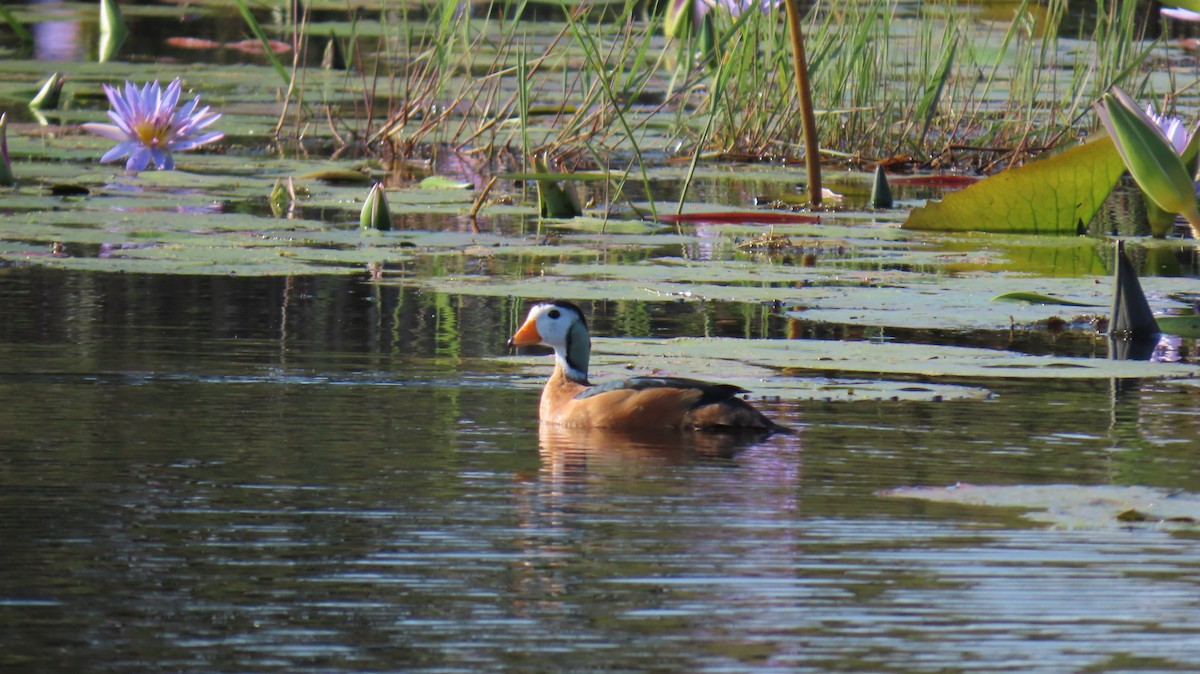 African Pygmy-Goose - ML620715641