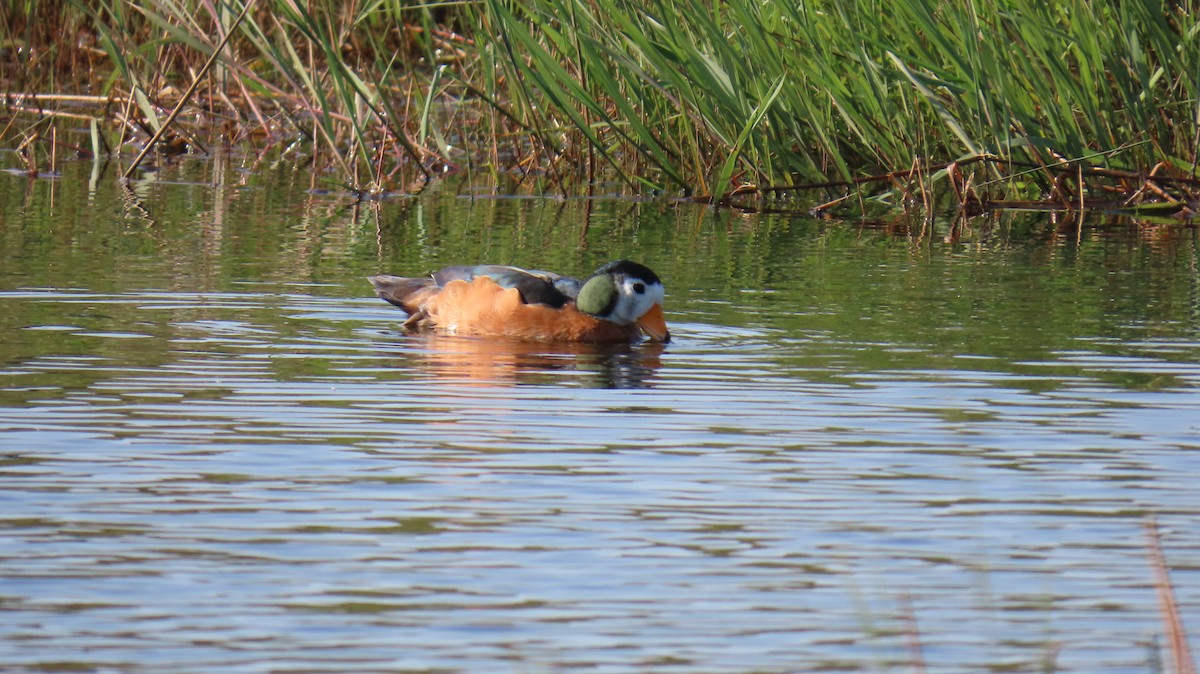 African Pygmy-Goose - ML620715642