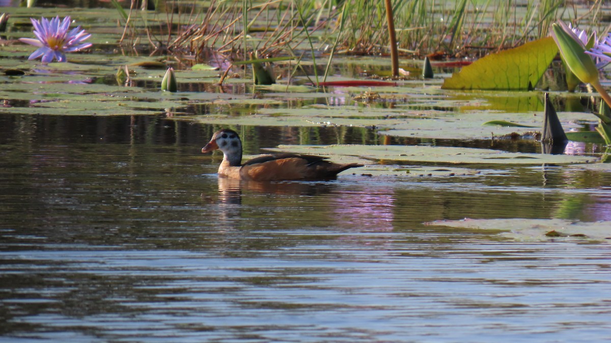 African Pygmy-Goose - ML620715643