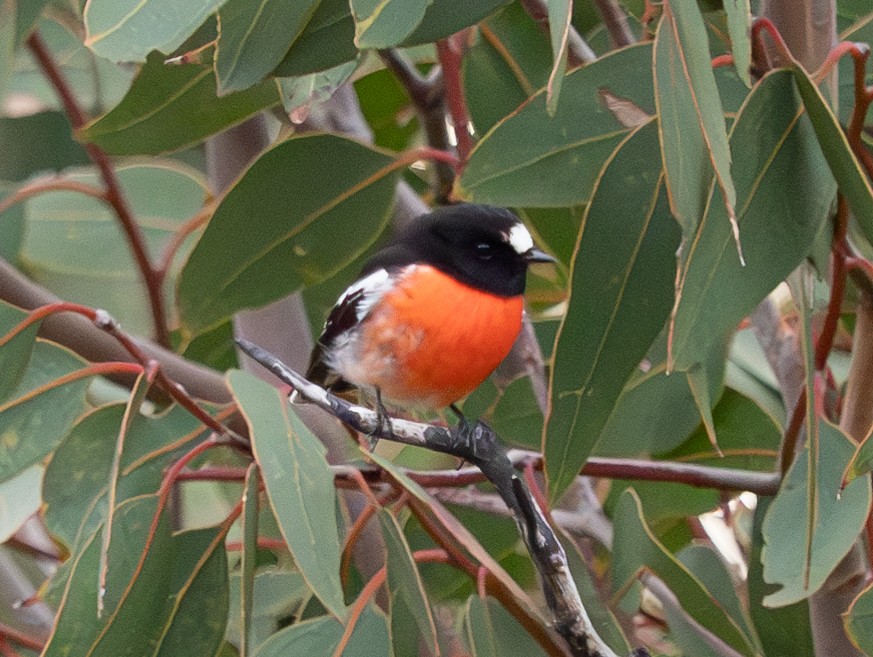 Scarlet Robin (Scarlet) - ML620715647