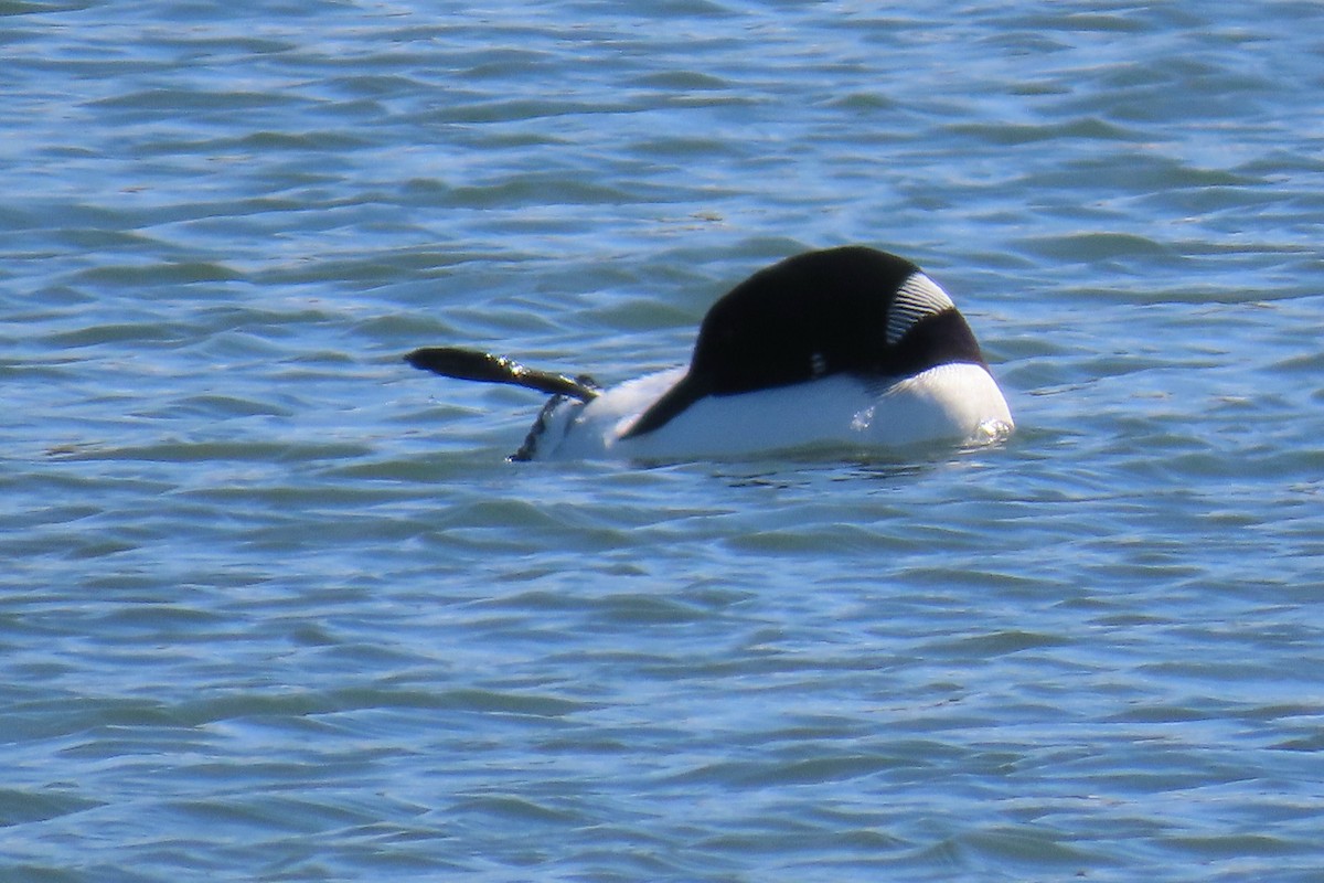 Common Loon - ML620715649