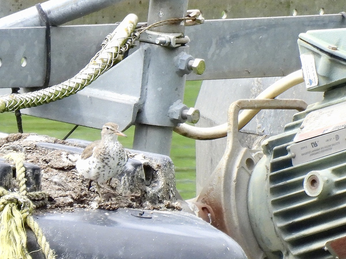 Spotted Sandpiper - ML620715650