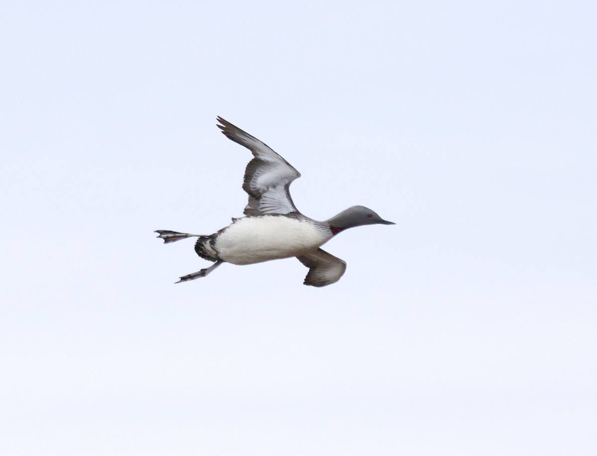 Red-throated Loon - ML620715652