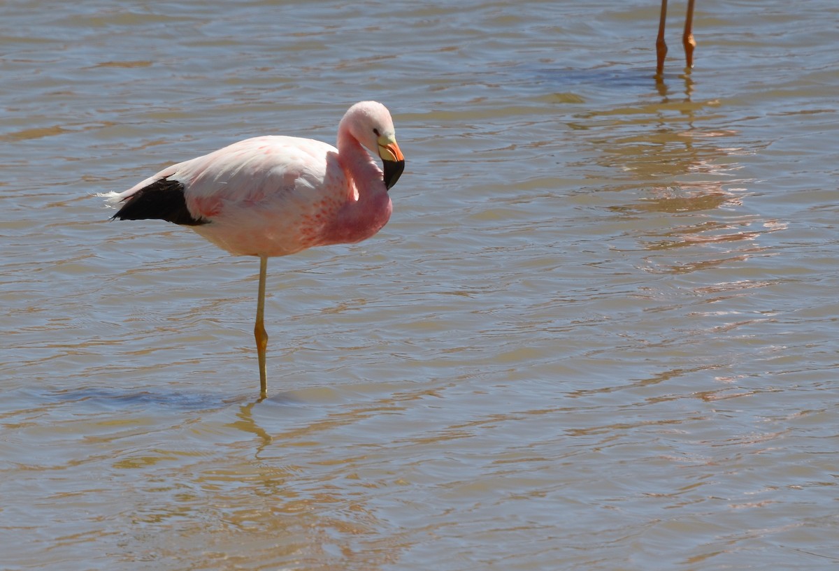 Flamant des Andes - ML620715653