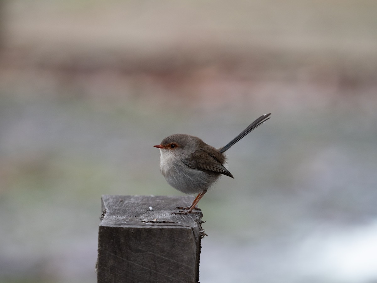 Superb Fairywren - ML620715654