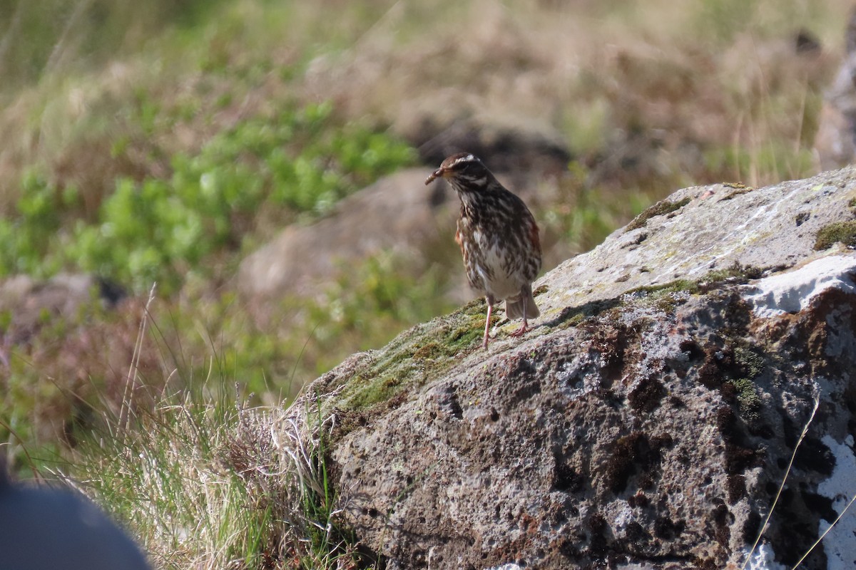 Redwing - ML620715655