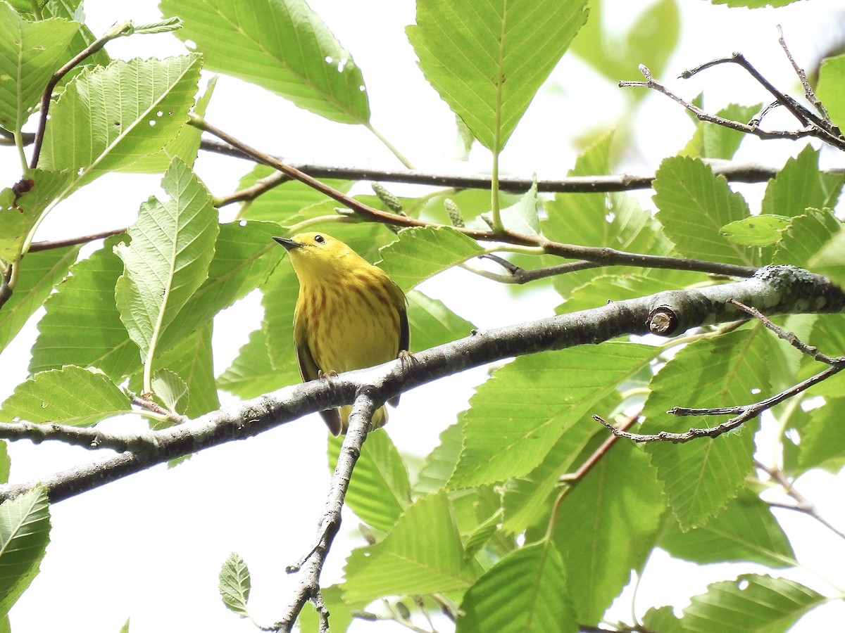 Paruline jaune - ML620715657