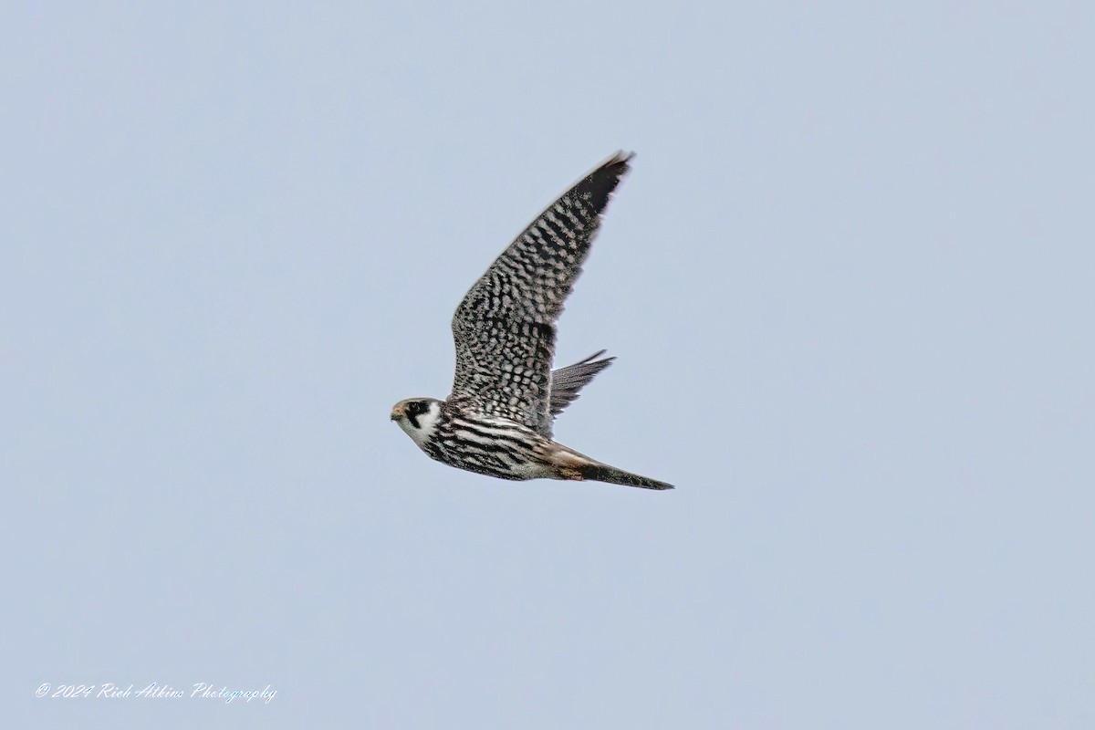 Eurasian Hobby - ML620715658