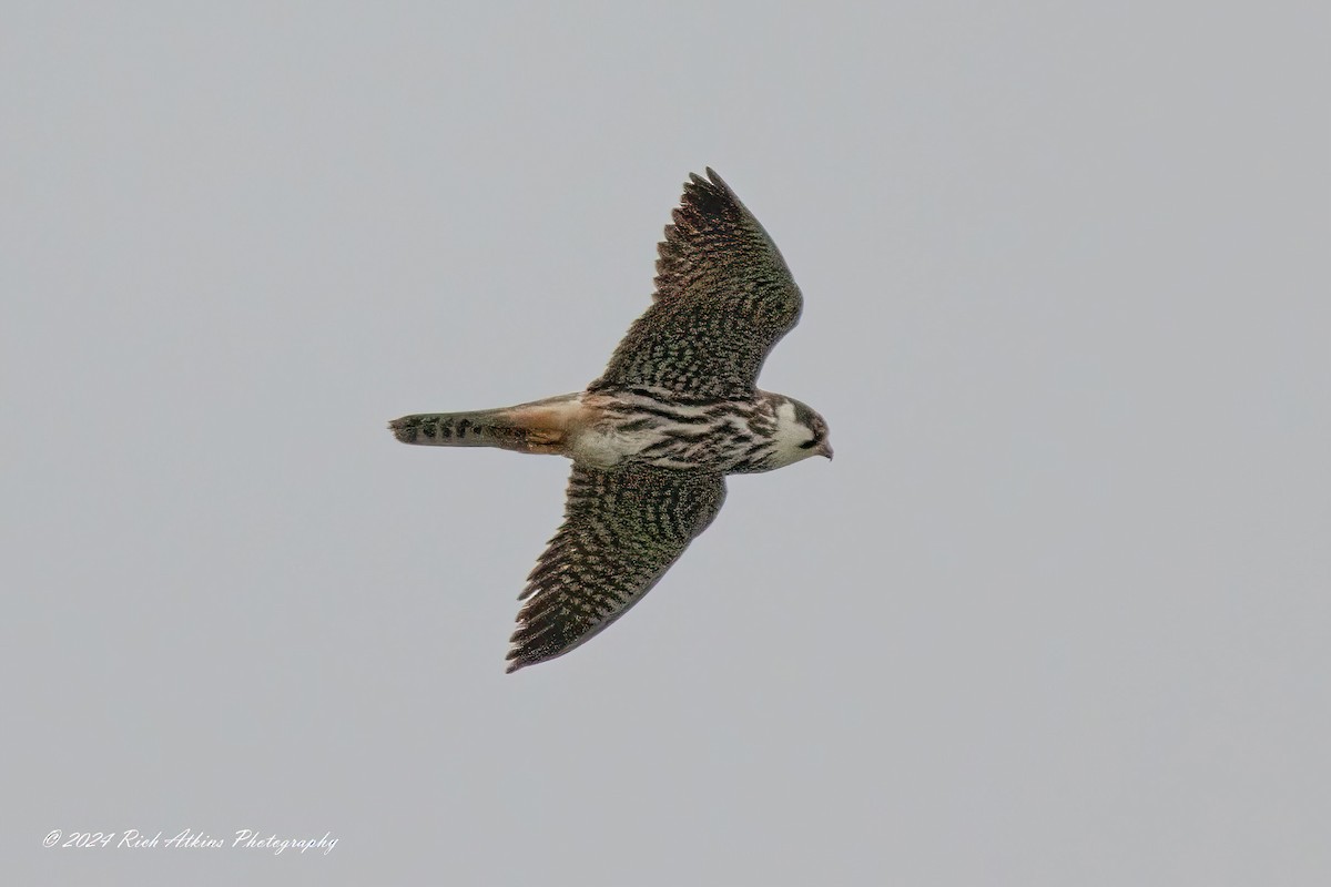 Eurasian Hobby - ML620715659