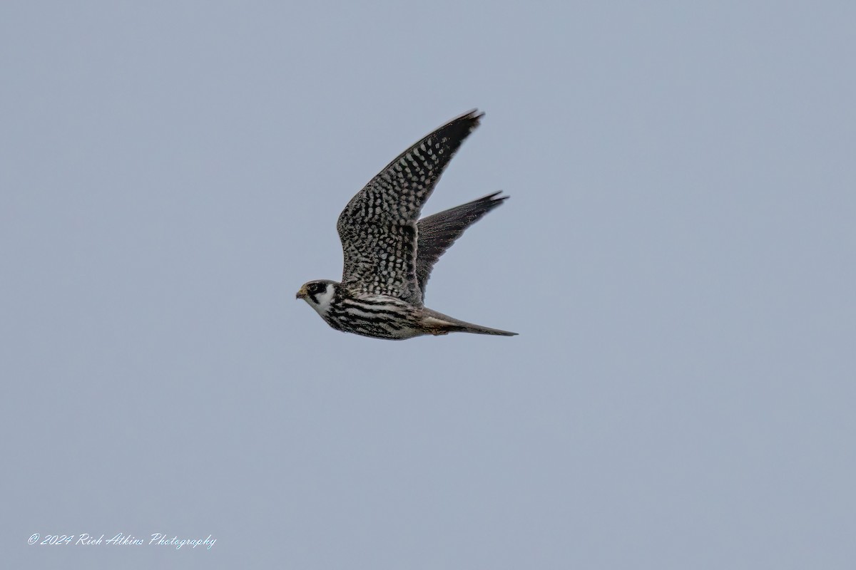 Eurasian Hobby - ML620715662