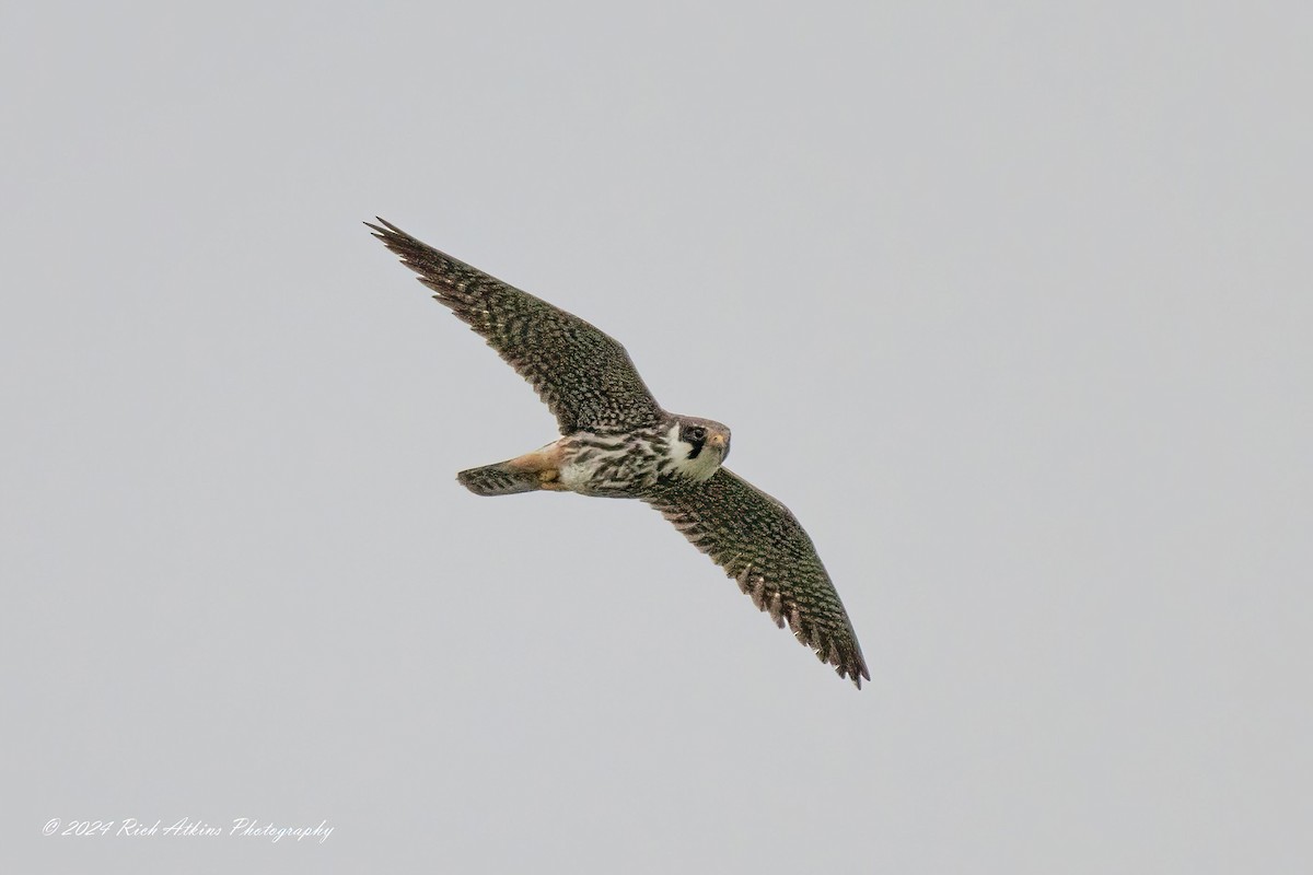 Eurasian Hobby - ML620715663