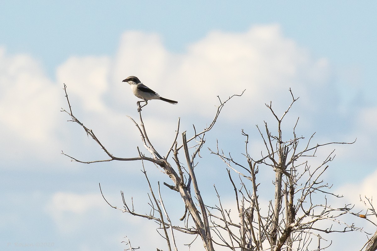 Loggerhead Shrike - ML620715664