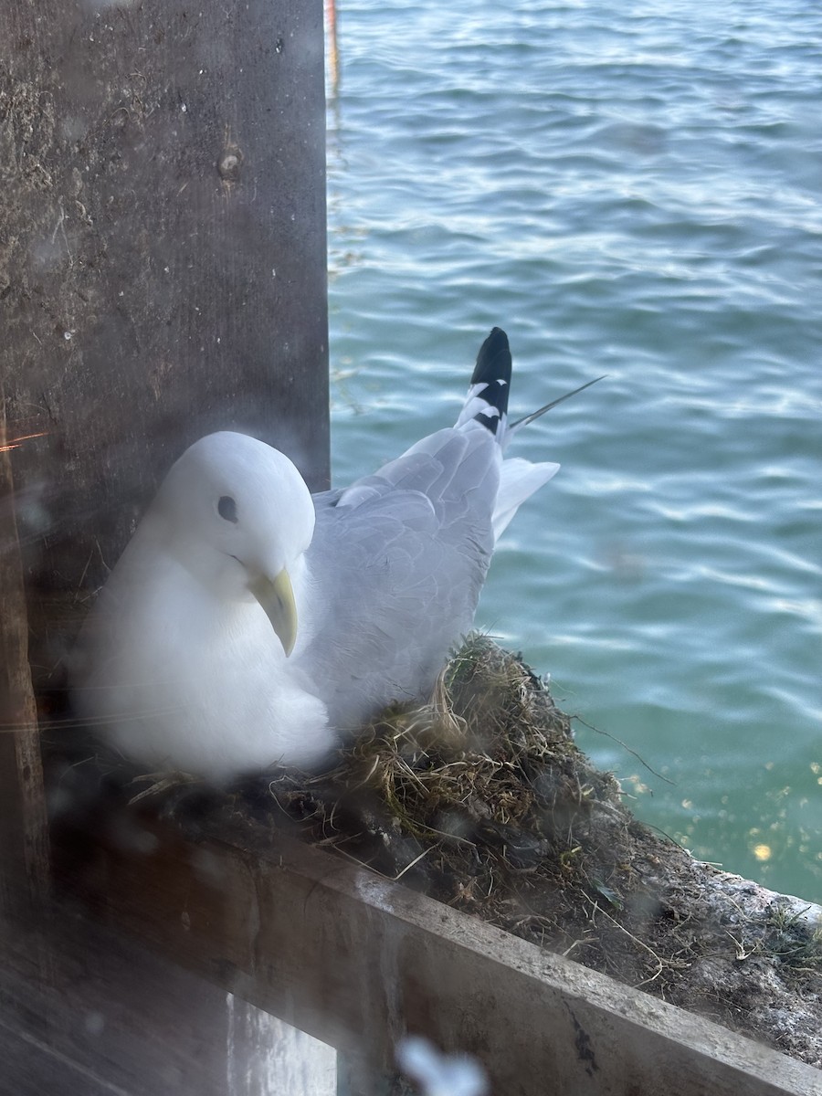 Black-legged Kittiwake - ML620715665