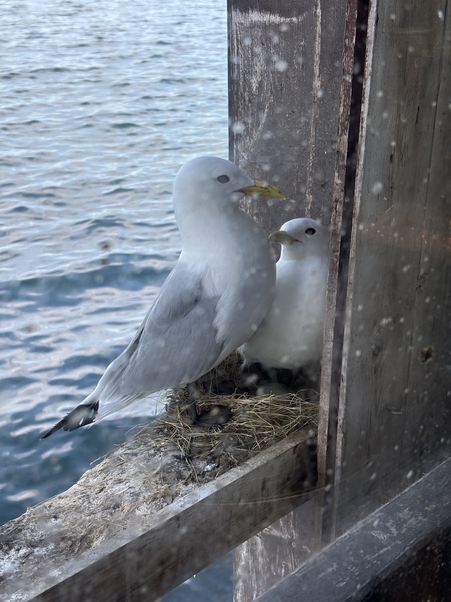 Black-legged Kittiwake - Barbara  Boucher