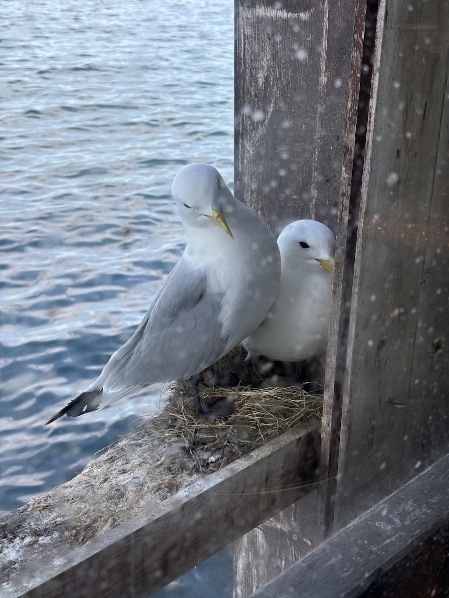 Black-legged Kittiwake - ML620715667