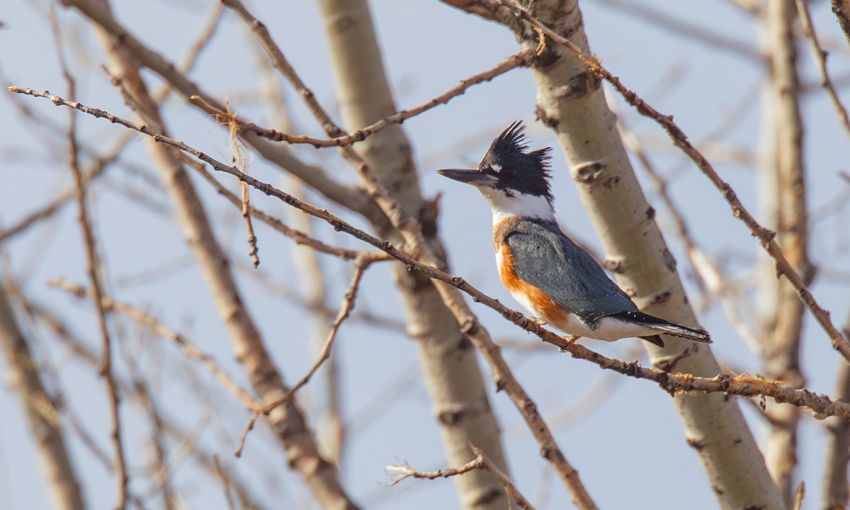Belted Kingfisher - ML620715669