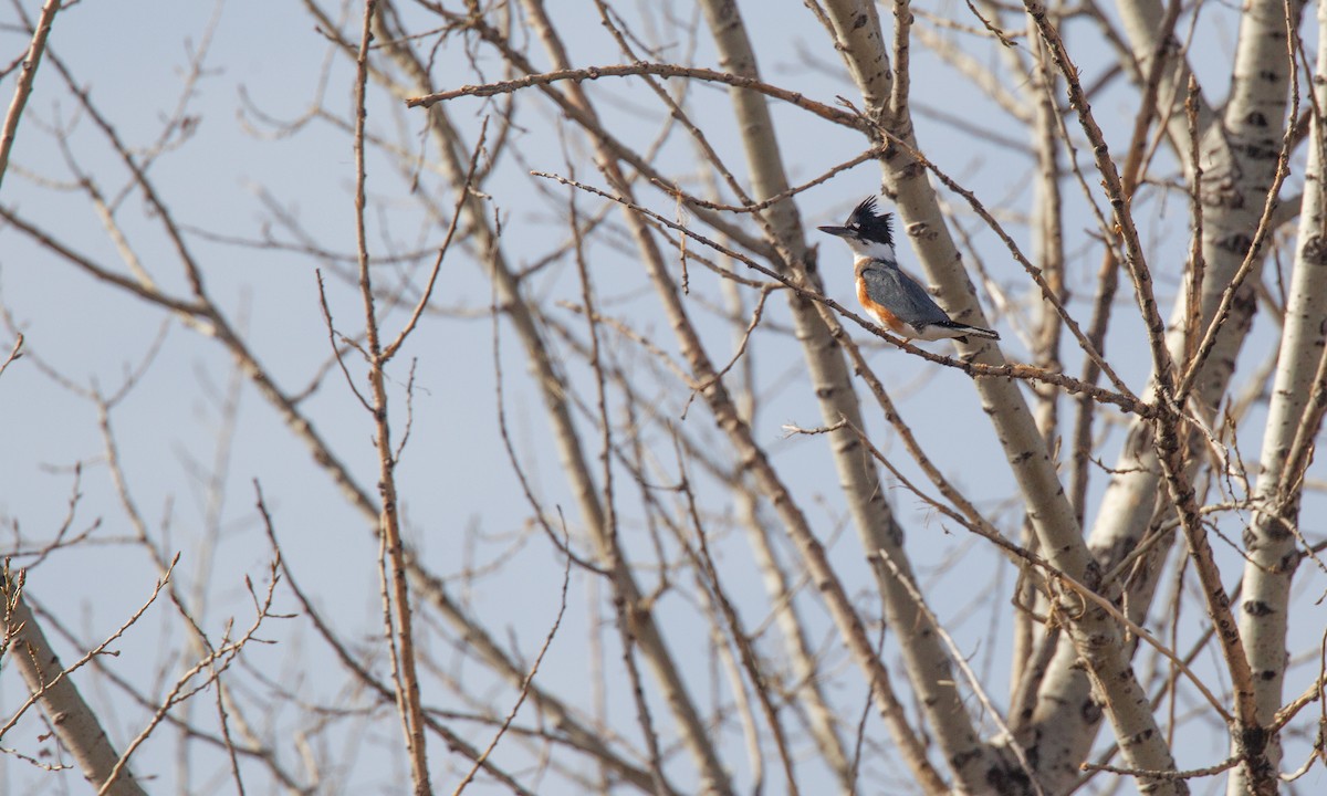 Belted Kingfisher - ML620715670
