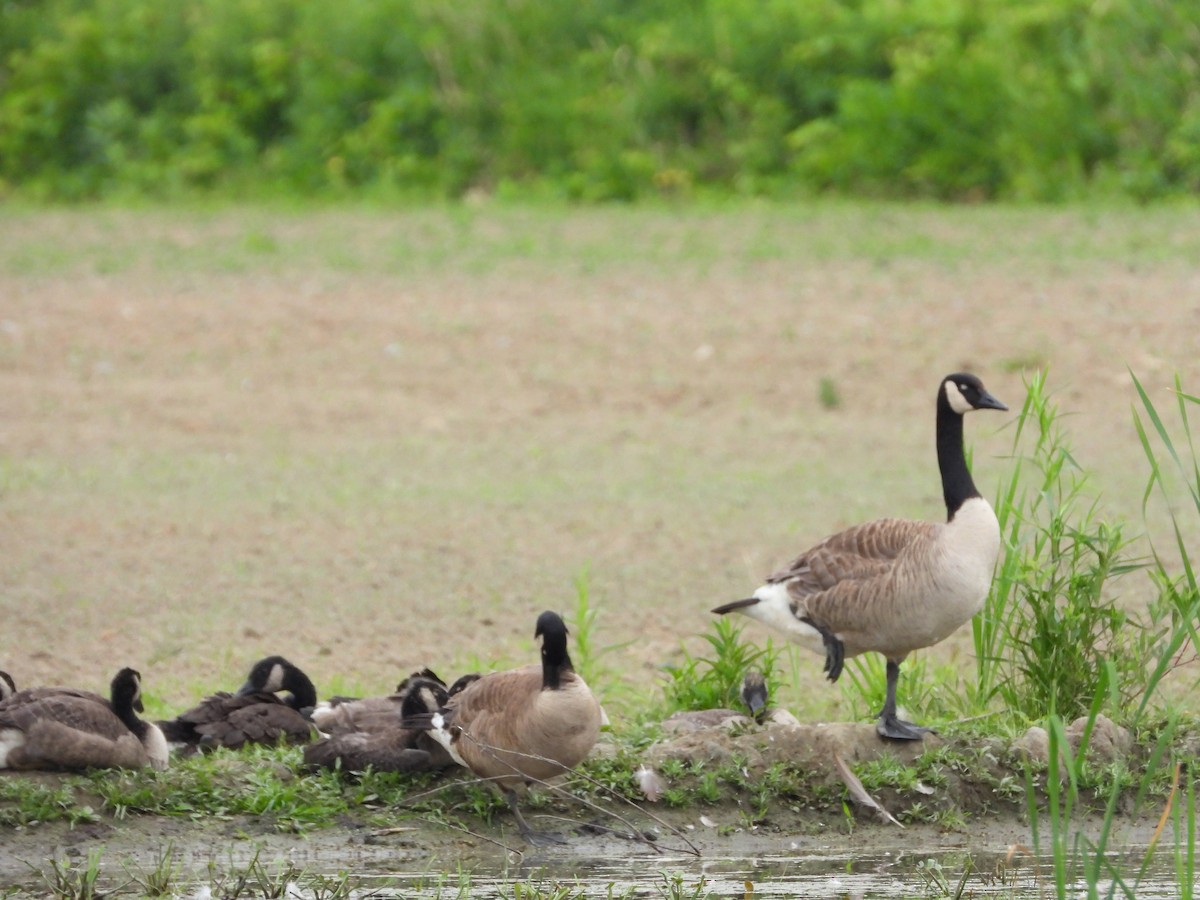 Canada Goose - ML620715671