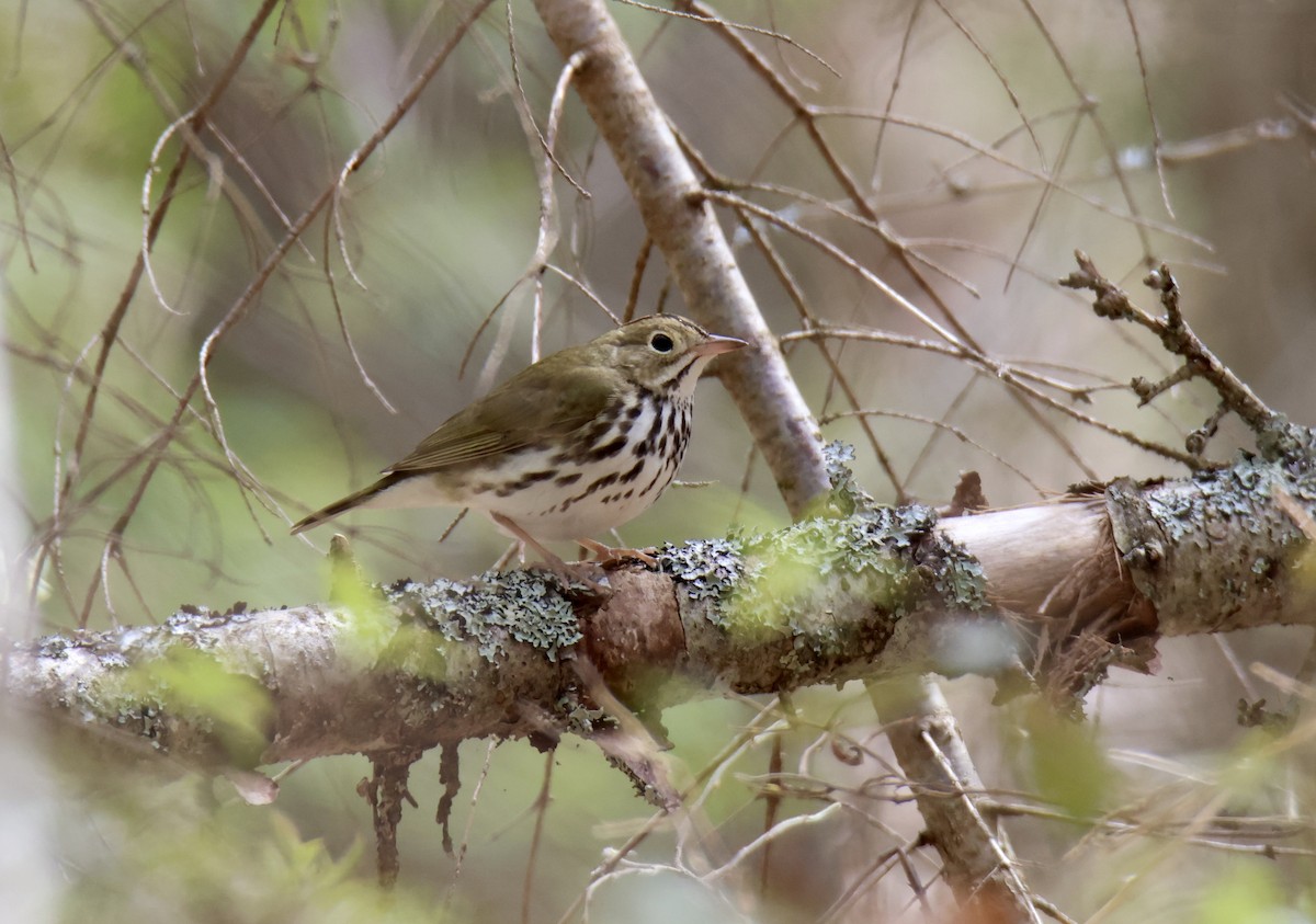 Ovenbird - ML620715673