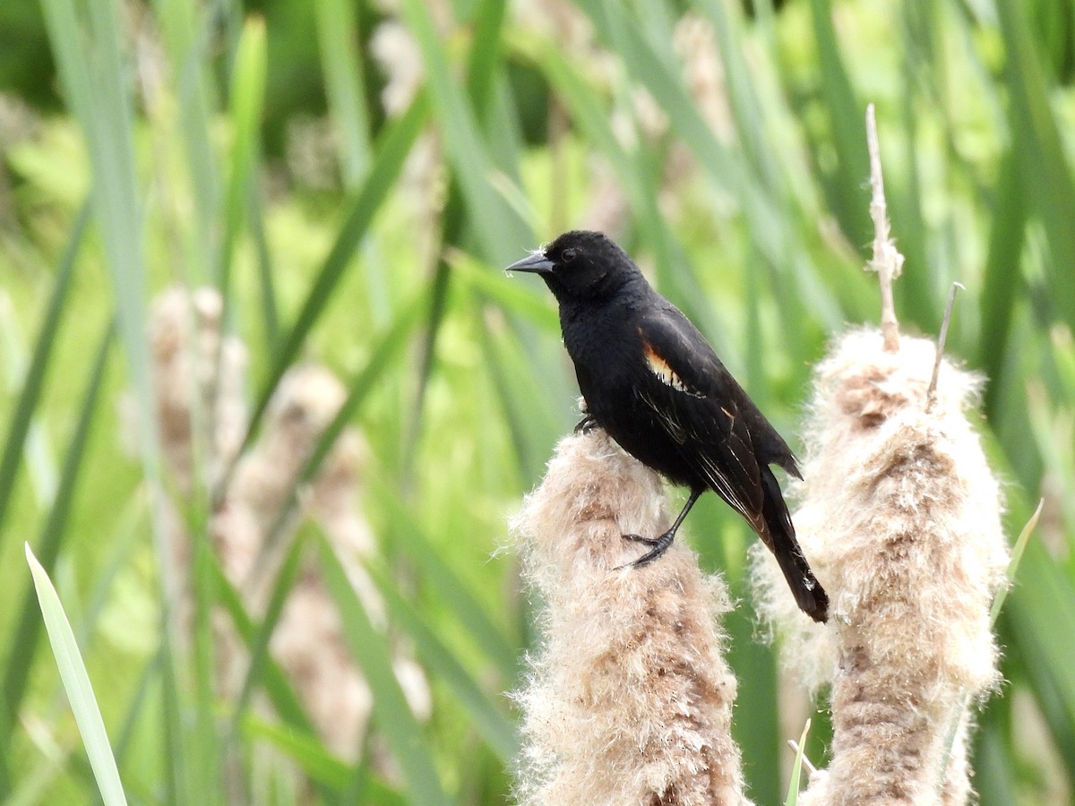 Red-winged Blackbird - ML620715675