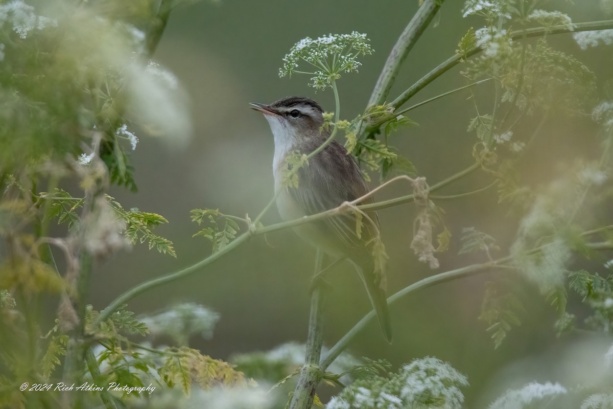 Sedge Warbler - ML620715676