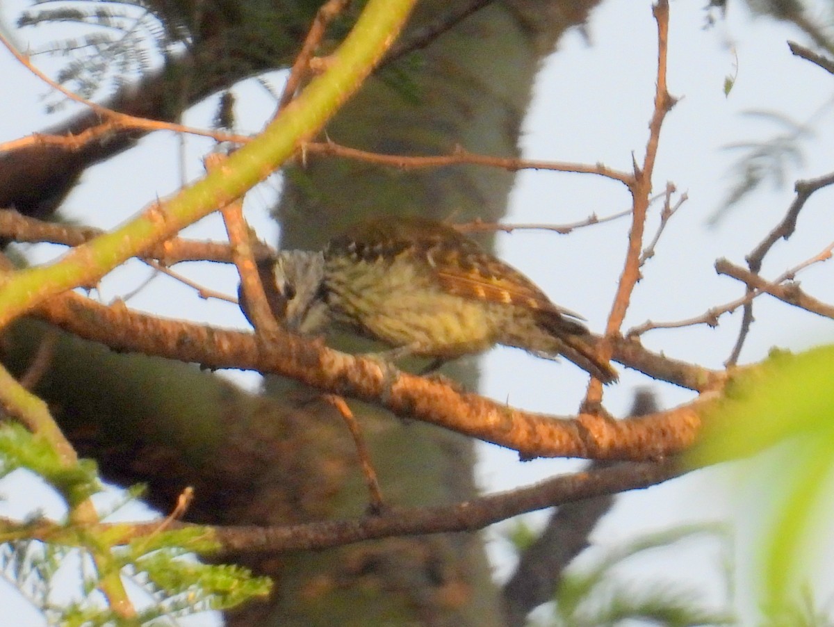 Cardinal Woodpecker - ML620715677