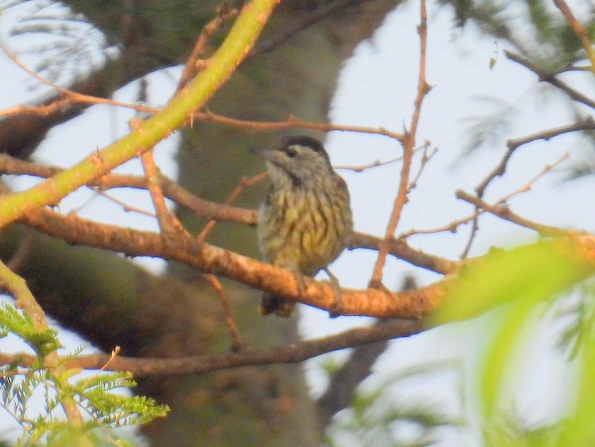 Cardinal Woodpecker - ML620715678