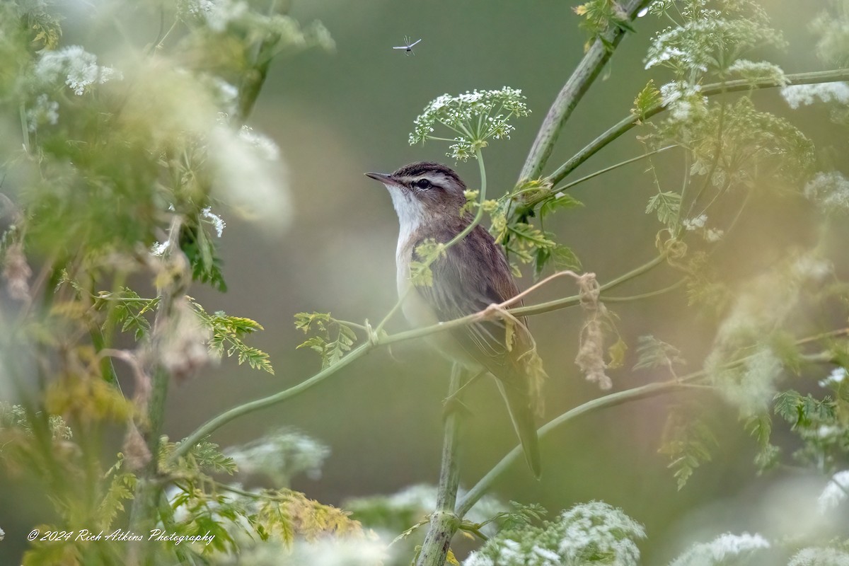 Sedge Warbler - ML620715679