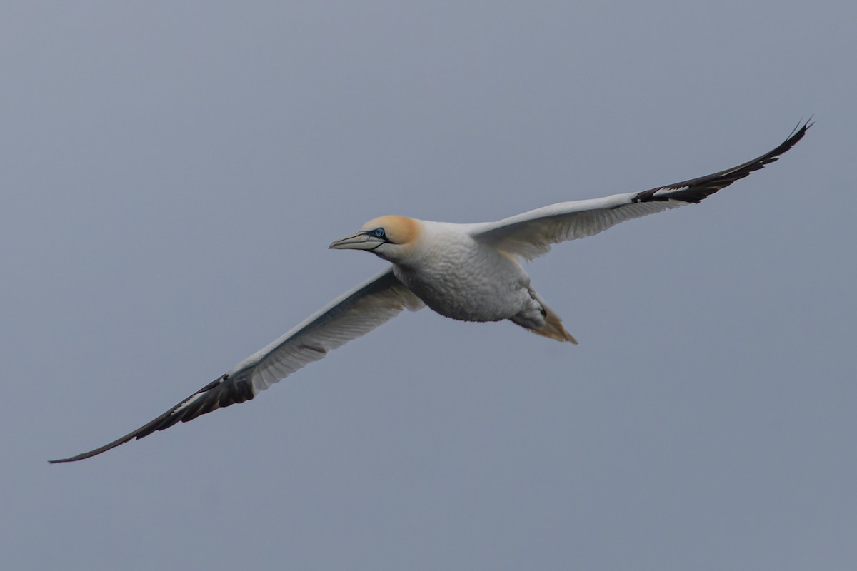 Northern Gannet - ML620715680