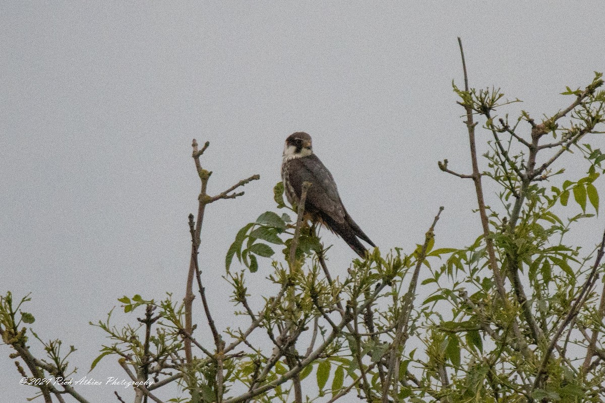 Eurasian Hobby - ML620715682