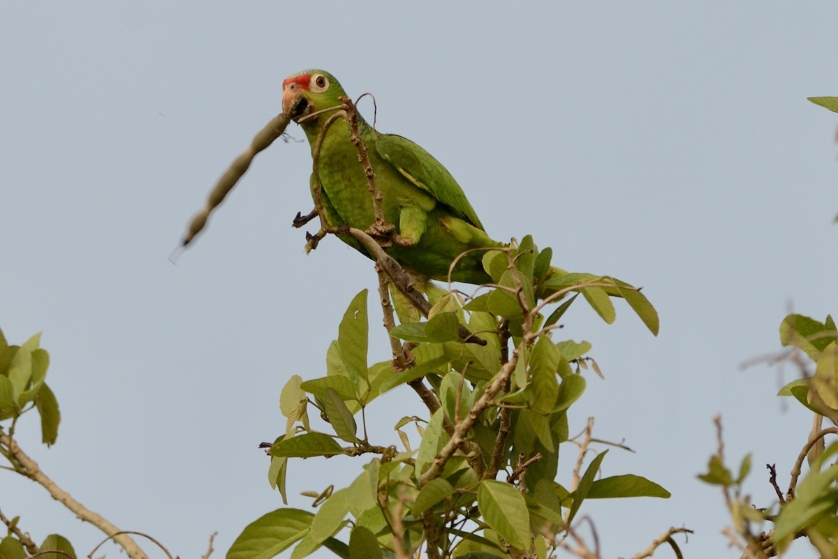 Red-lored Parrot - ML620715685