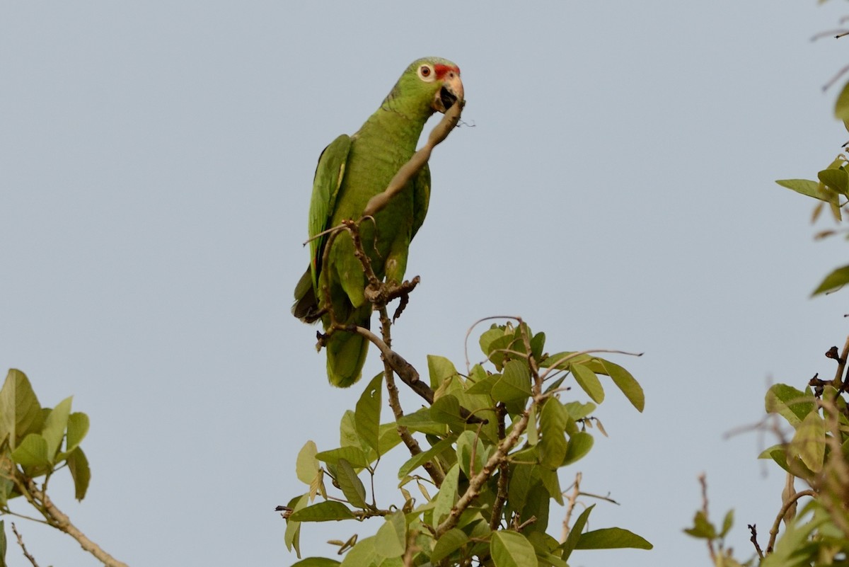 Amazona Frentirroja - ML620715686