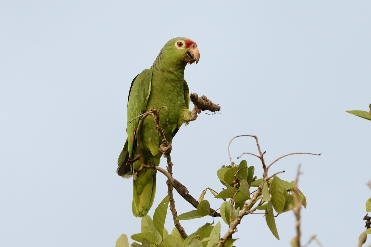 Amazona Frentirroja - ML620715687